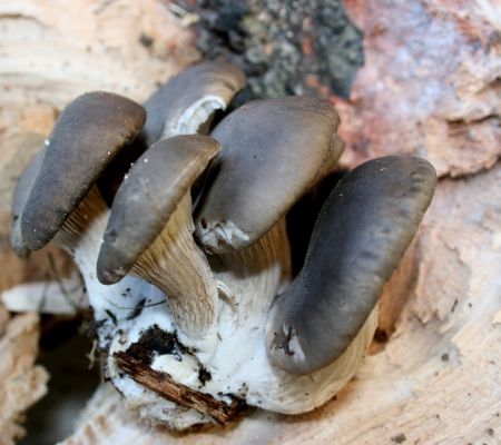 Pleurotus ostreatus